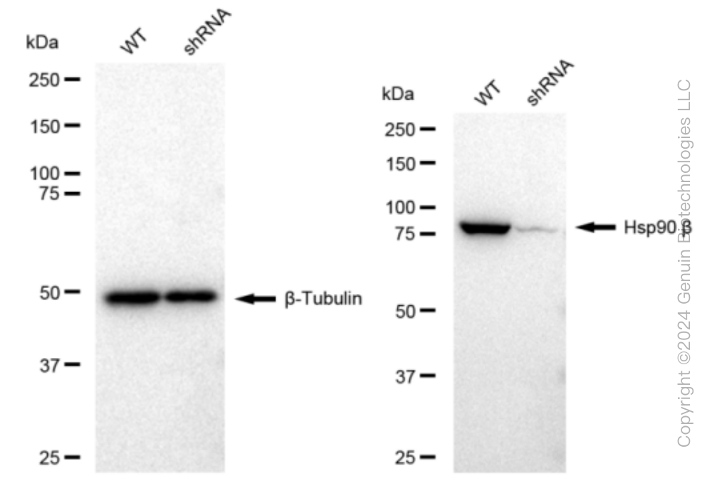 KD-Validated Anti-Hsp90 beta Rabbit Monoclonal Antibody ABG1241