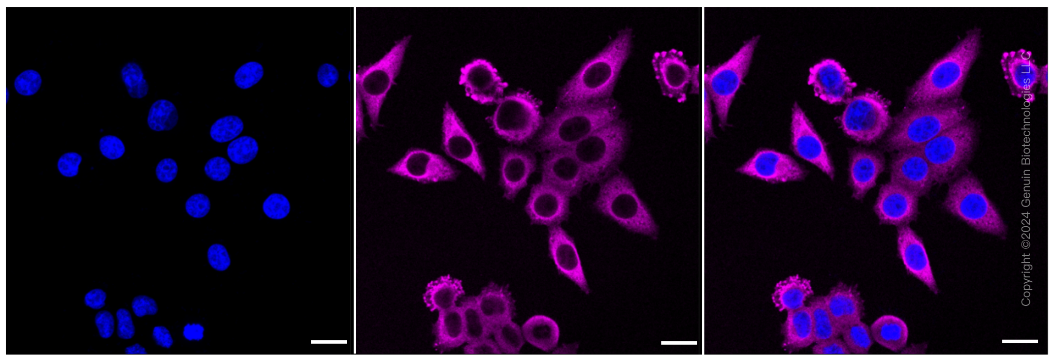 KD-Validated Anti-Hsp90 beta Rabbit Monoclonal Antibody ABG1242