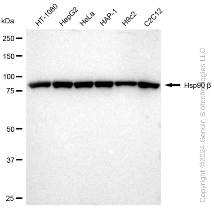 KD-Validated Anti-Hsp90 beta Rabbit Monoclonal Antibody ABG1242