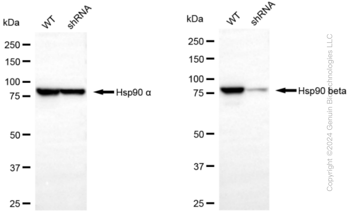 KD-Validated Anti-Hsp90 beta Rabbit Monoclonal Antibody ABG1242