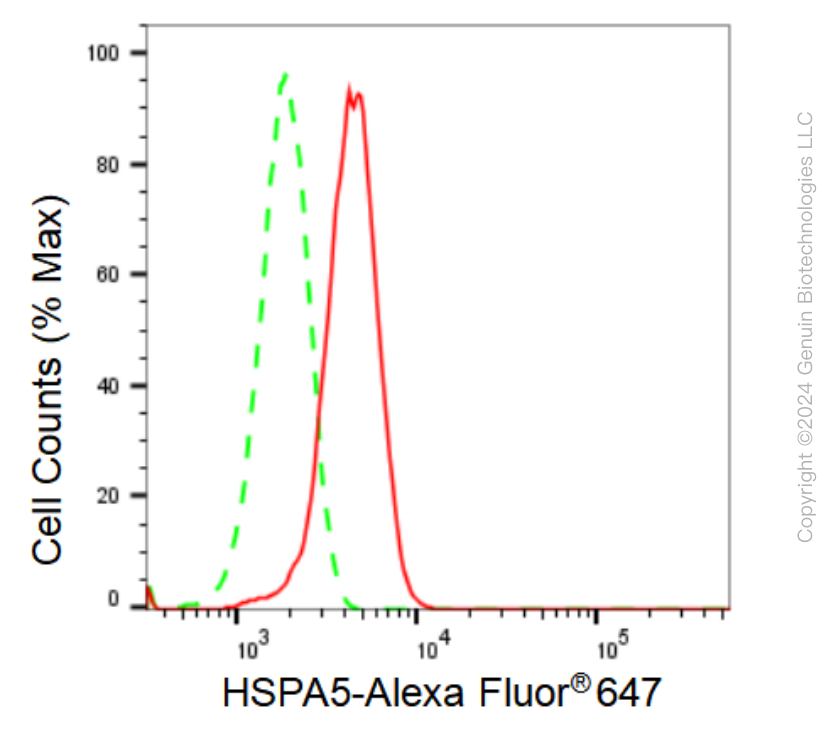 KD-Validated Anti-HSPA5 Rabbit Monoclonal Antibody ABG1243