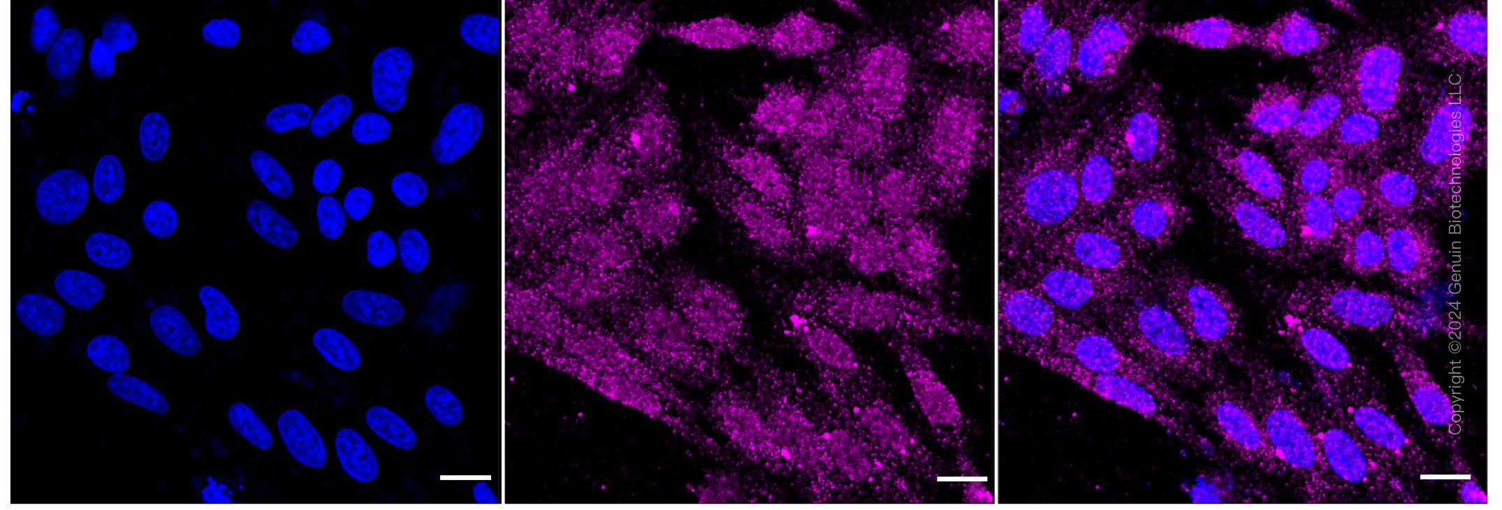 KD-Validated Anti-HSPA5 Rabbit Monoclonal Antibody ABG1243