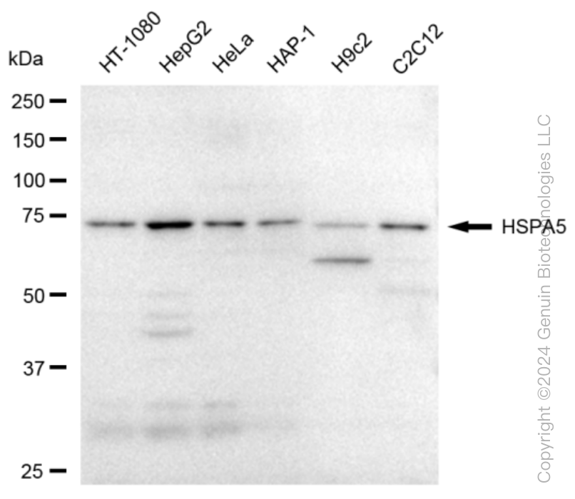 KD-Validated Anti-HSPA5 Rabbit Monoclonal Antibody ABG1243