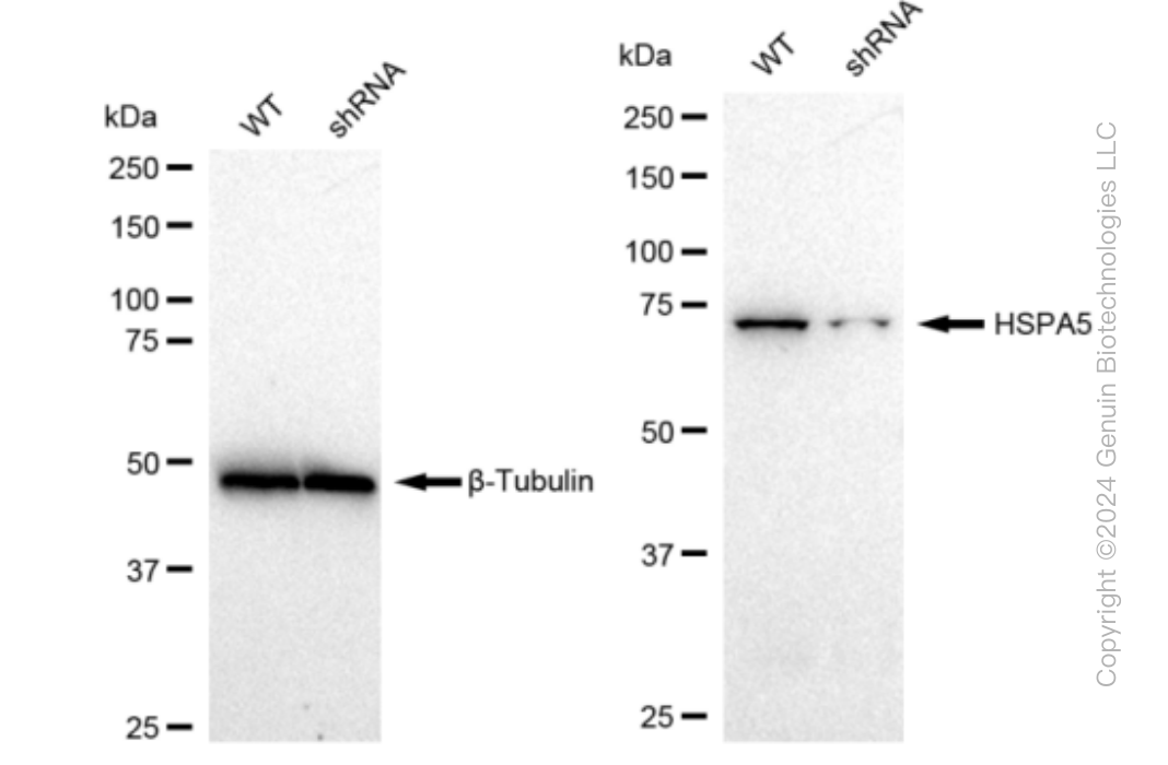 KD-Validated Anti-HSPA5 Rabbit Monoclonal Antibody ABG1243