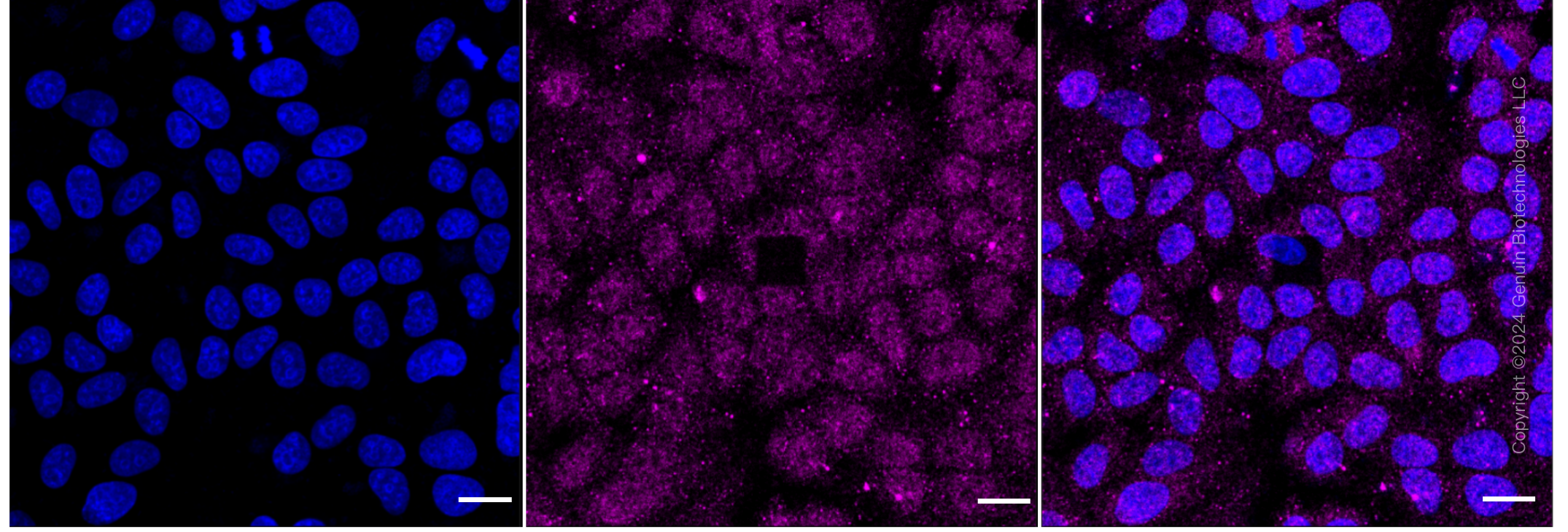 KD-Validated Anti-Hsc70 Rabbit Monoclonal Antibody ABG1244