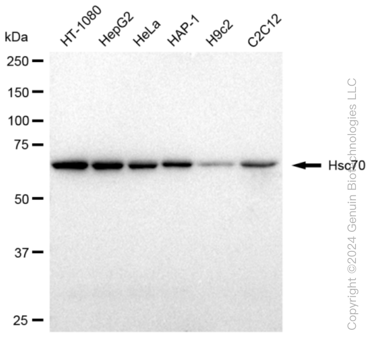 KD-Validated Anti-Hsc70 Rabbit Monoclonal Antibody ABG1244