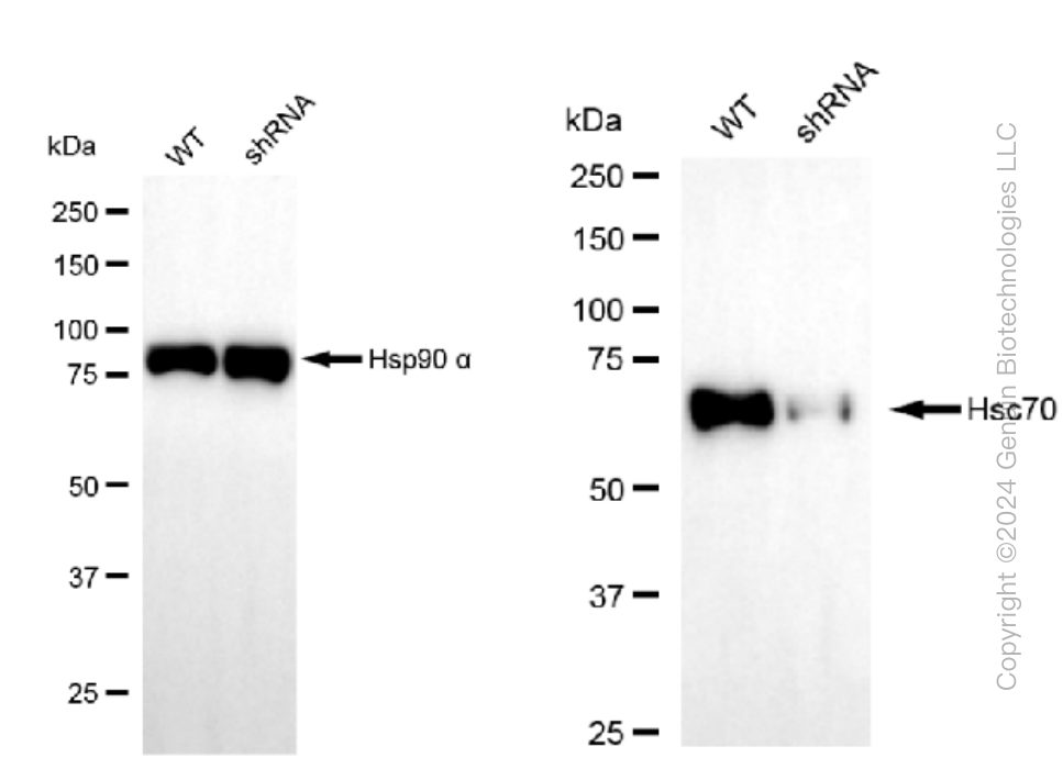 KD-Validated Anti-Hsc70 Rabbit Monoclonal Antibody ABG1244
