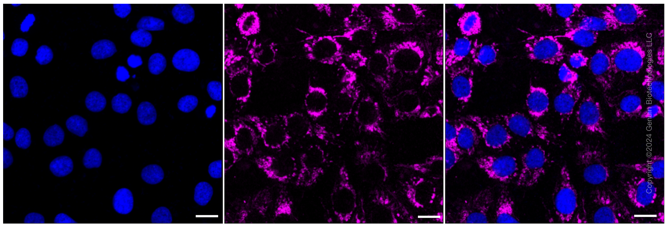 KD-Validated Anti-Hsp60 Rabbit Monoclonal Antibody ABG1245