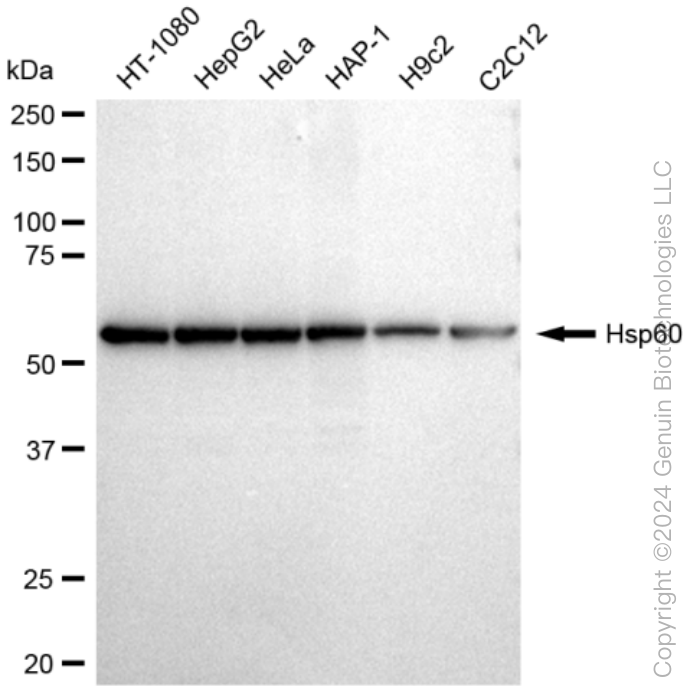 KD-Validated Anti-Hsp60 Rabbit Monoclonal Antibody ABG1245
