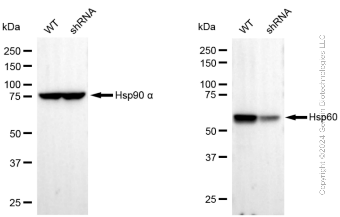KD-Validated Anti-Hsp60 Rabbit Monoclonal Antibody ABG1245