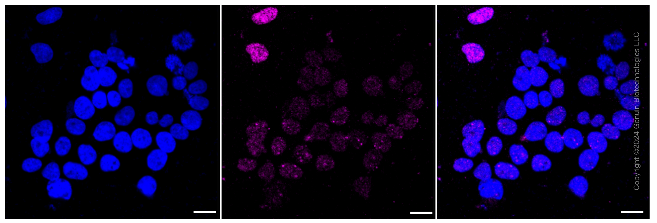 KD-Validated Anti-DNA ligase 4 Rabbit Monoclonal Antibody ABG1246