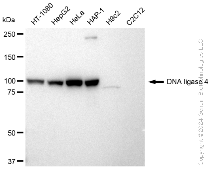 KD-Validated Anti-DNA ligase 4 Rabbit Monoclonal Antibody ABG1246