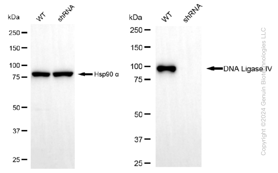 KD-Validated Anti-DNA ligase 4 Rabbit Monoclonal Antibody ABG1246