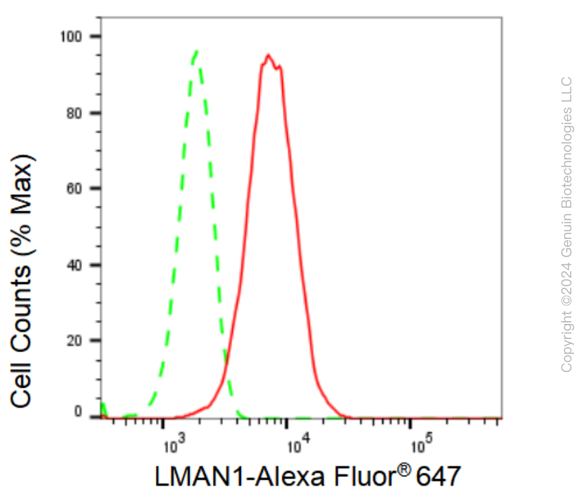 KD-Validated Anti-LMAN1 Rabbit Monoclonal Antibody ABG1247