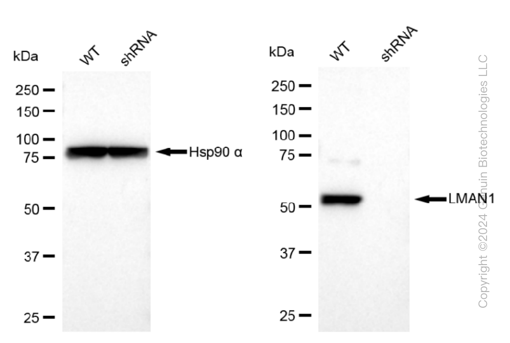 KD-Validated Anti-LMAN1 Rabbit Monoclonal Antibody ABG1247