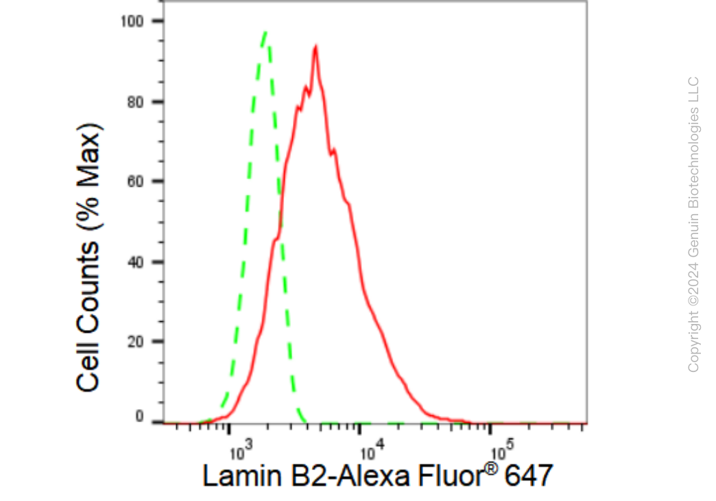 KD-Validated Anti-Lamin B2 Rabbit Monoclonal Antibody ABG1248