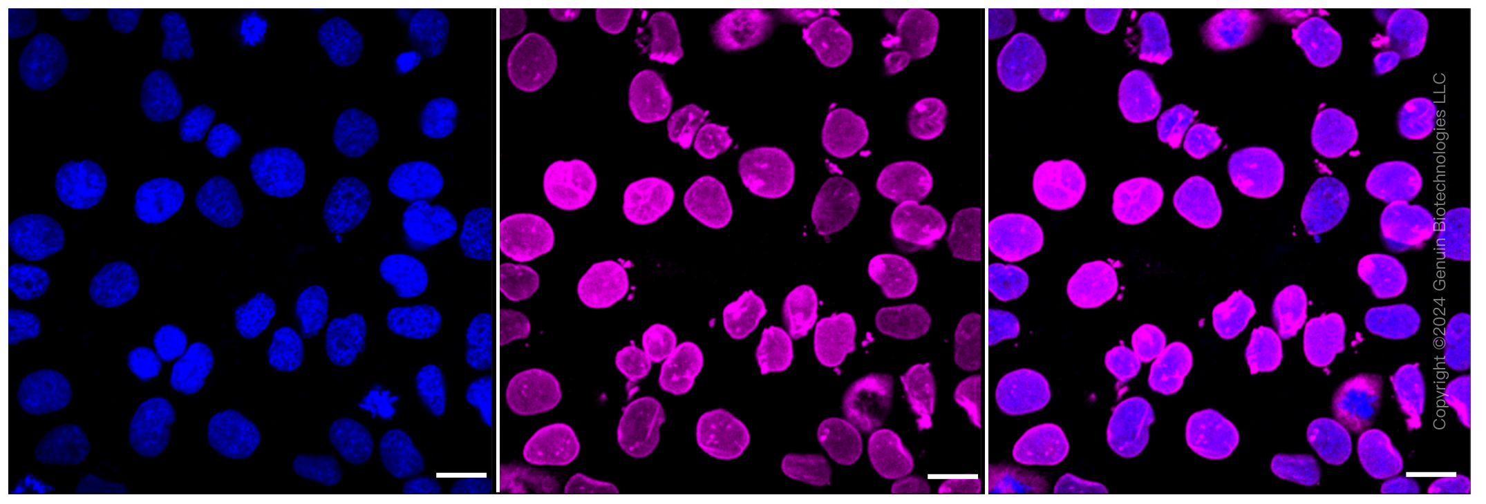 KD-Validated Anti-Lamin B2 Rabbit Monoclonal Antibody ABG1248