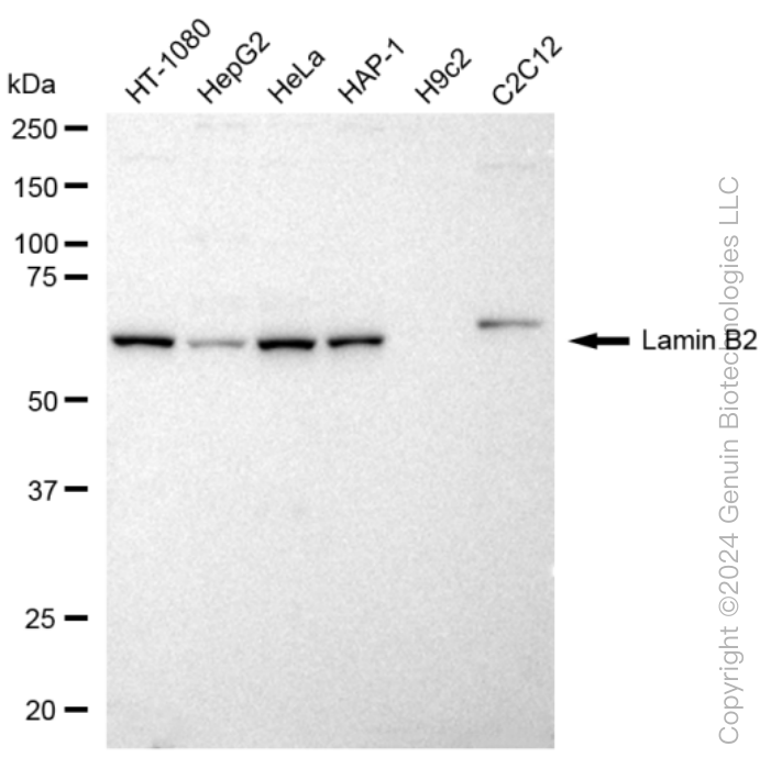 KD-Validated Anti-Lamin B2 Rabbit Monoclonal Antibody ABG1248