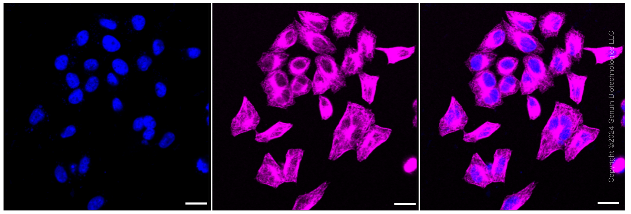 KD-Validated Anti-Lysyl oxidase like 2 Rabbit Monoclonal Antibody ABG1249