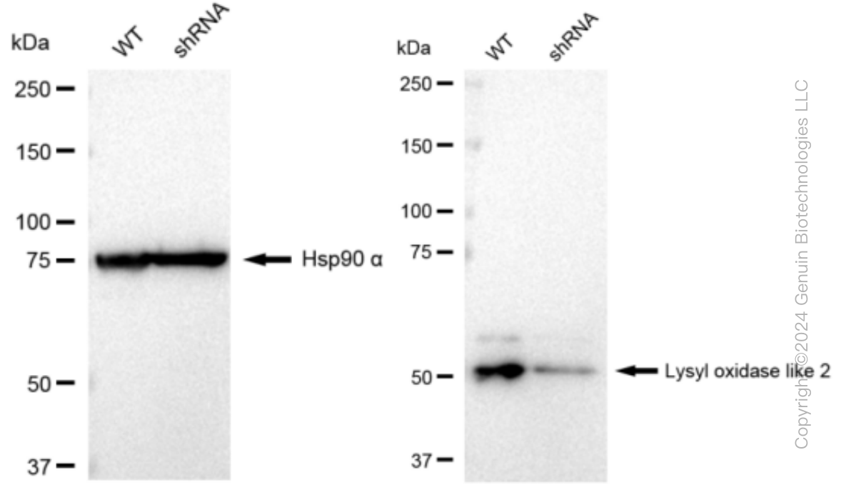 KD-Validated Anti-Lysyl oxidase like 2 Rabbit Monoclonal Antibody ABG1249