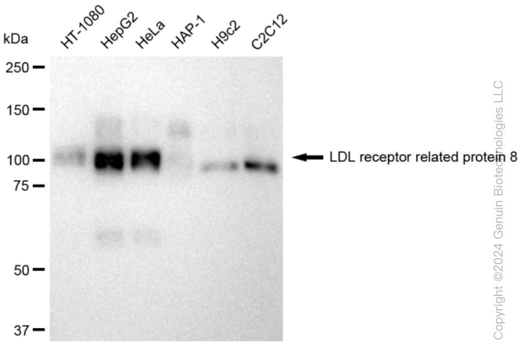 KD-Validated Anti-LDL receptor related protein 8 Rabbit Monoclonal Antibody ABG1250