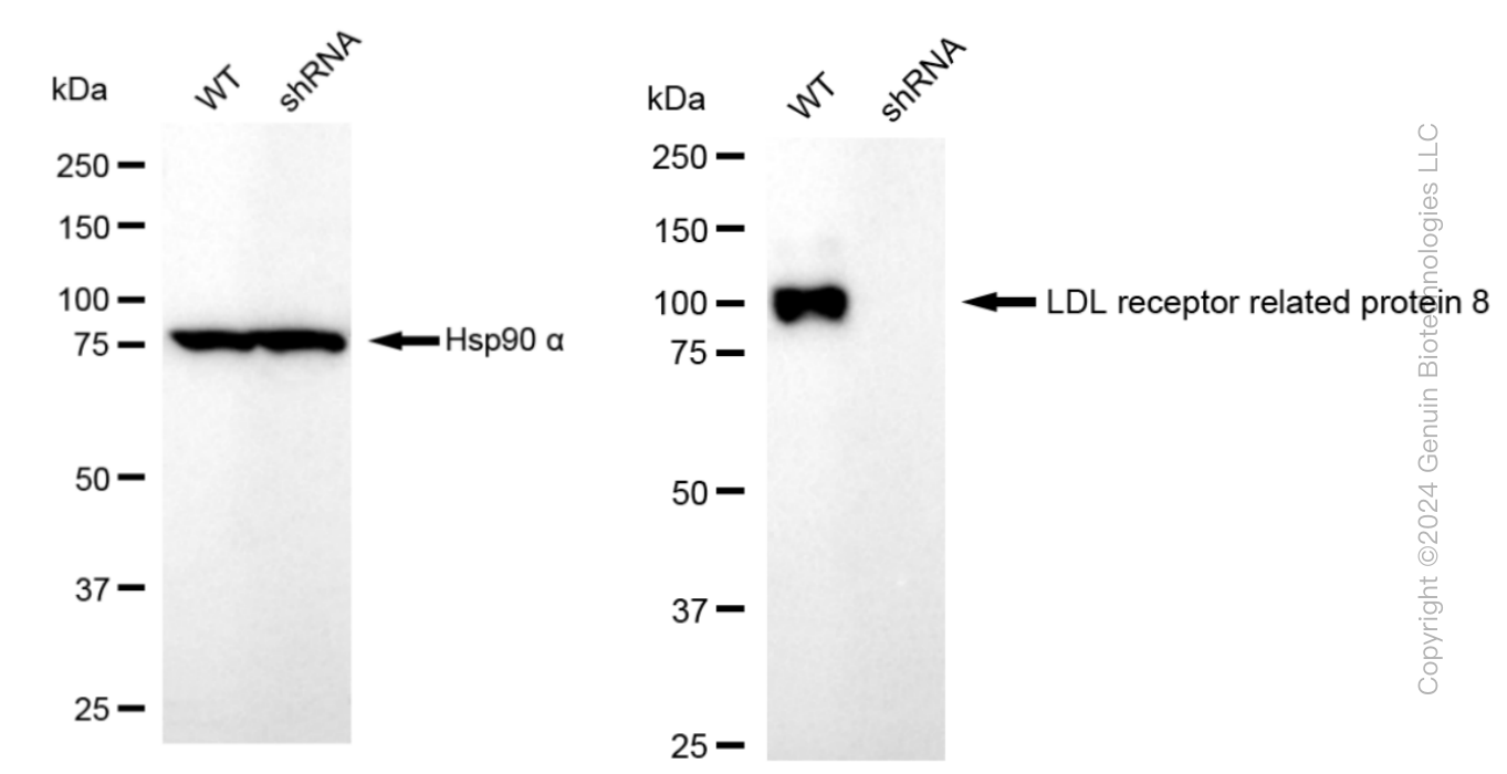 KD-Validated Anti-LDL receptor related protein 8 Rabbit Monoclonal Antibody ABG1250