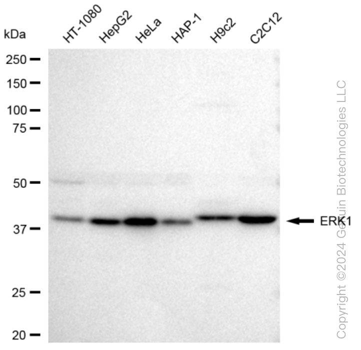 KD-Validated Anti-ERK1 Rabbit Monoclonal Antibody ABG1251