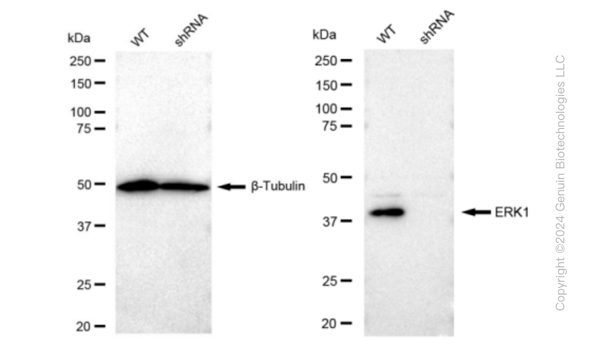 KD-Validated Anti-ERK1 Rabbit Monoclonal Antibody ABG1251