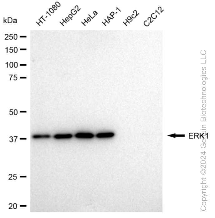 KD-Validated Anti-ERK1 Rabbit Monoclonal Antibody ABG1252