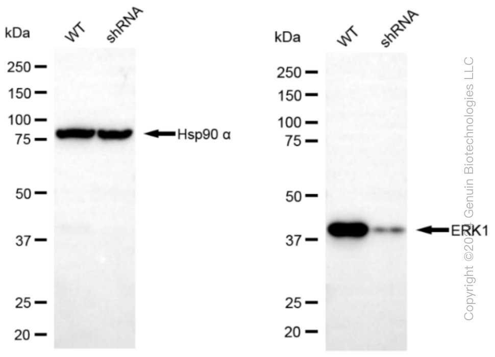 KD-Validated Anti-ERK1 Rabbit Monoclonal Antibody ABG1252