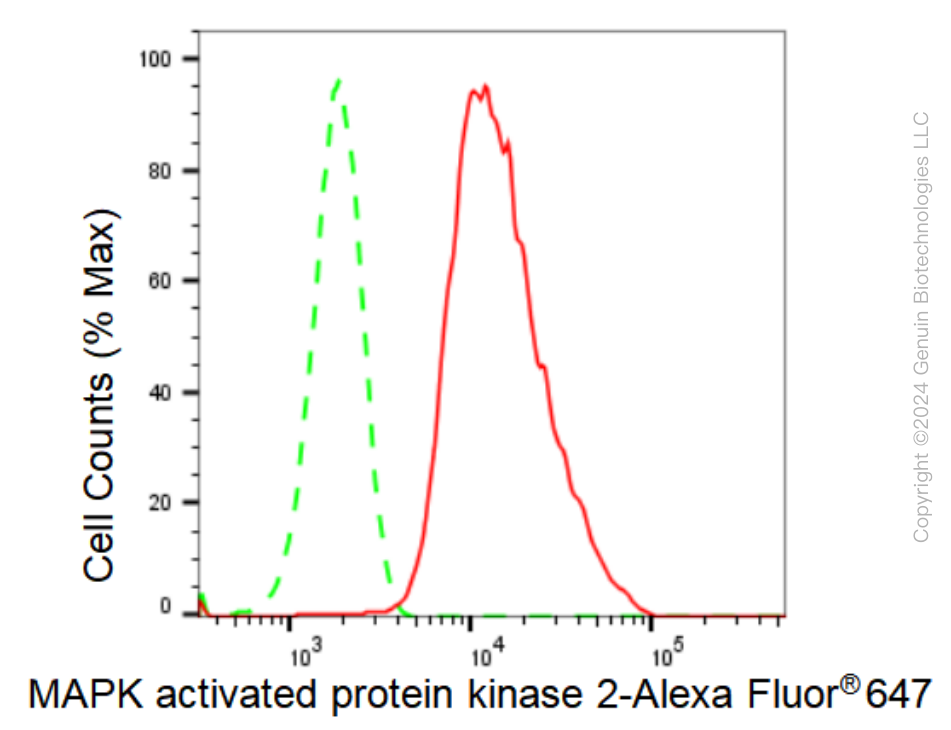 KD-Validated Anti-MAPK activated protein kinase 2 Rabbit Monoclonal Antibody ABG1253