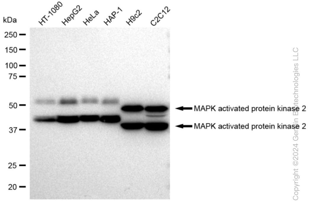 KD-Validated Anti-MAPK activated protein kinase 2 Rabbit Monoclonal Antibody ABG1253