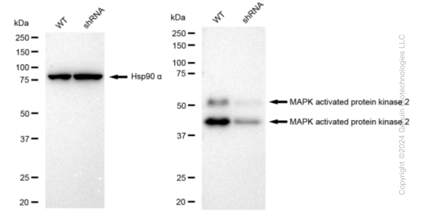 KD-Validated Anti-MAPK activated protein kinase 2 Rabbit Monoclonal Antibody ABG1253