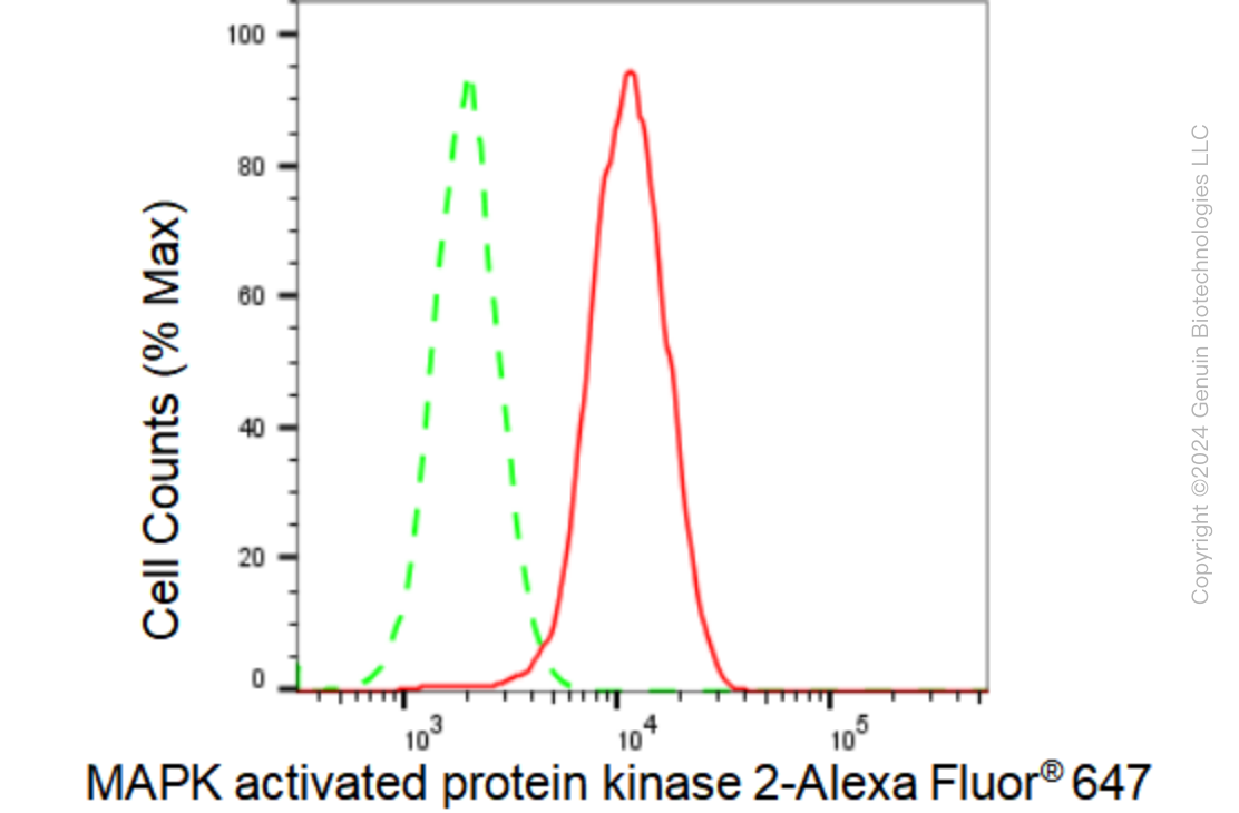 KD-Validated Anti-MAPK activated protein kinase 2 Rabbit Monoclonal Antibody ABG1254