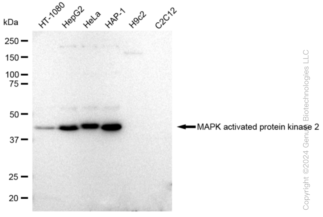 KD-Validated Anti-MAPK activated protein kinase 2 Rabbit Monoclonal Antibody ABG1254