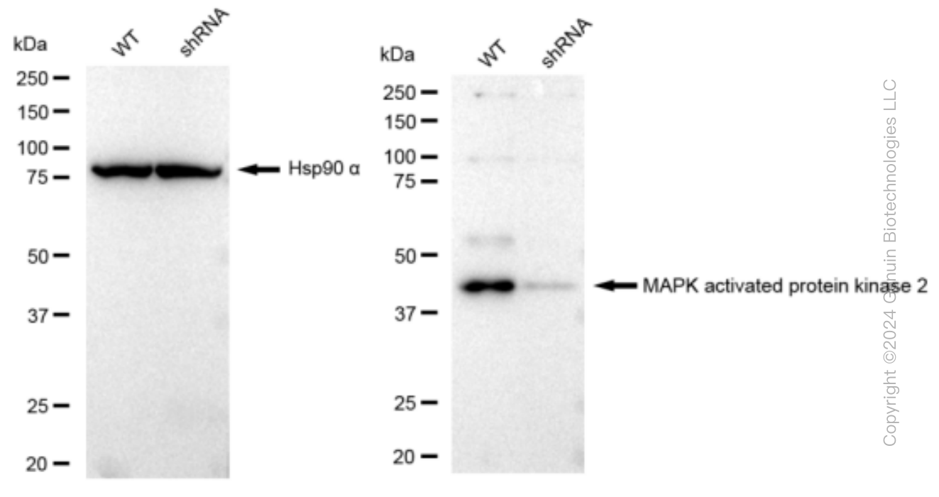 KD-Validated Anti-MAPK activated protein kinase 2 Rabbit Monoclonal Antibody ABG1254