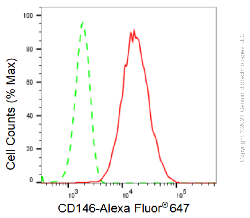 KD-Validated Anti-CD146 Rabbit Monoclonal Antibody ABG1255