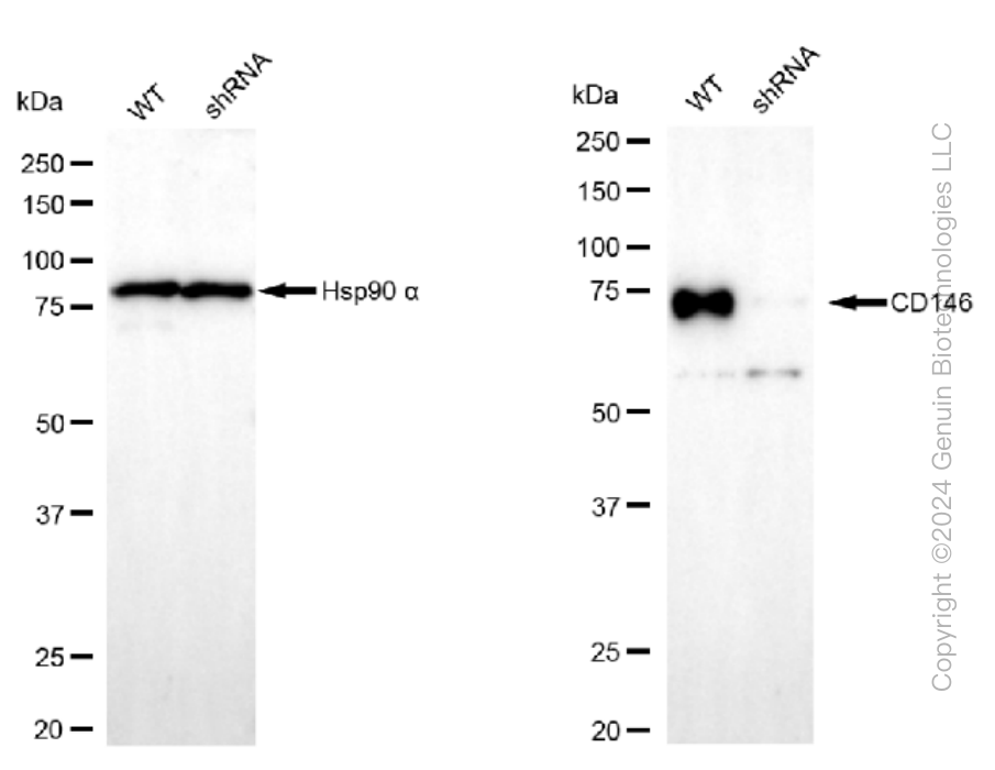 KD-Validated Anti-CD146 Rabbit Monoclonal Antibody ABG1255