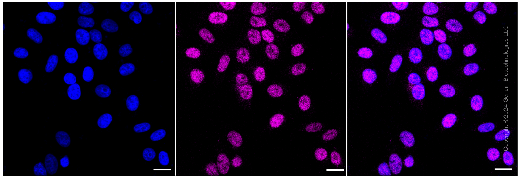 KD-Validated Anti-MCM3 Rabbit Monoclonal Antibody ABG1256