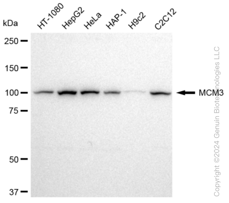 KD-Validated Anti-MCM3 Rabbit Monoclonal Antibody ABG1256