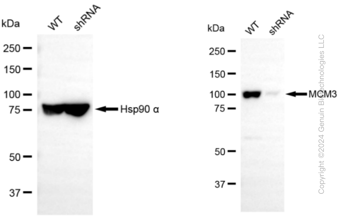 KD-Validated Anti-MCM3 Rabbit Monoclonal Antibody ABG1256