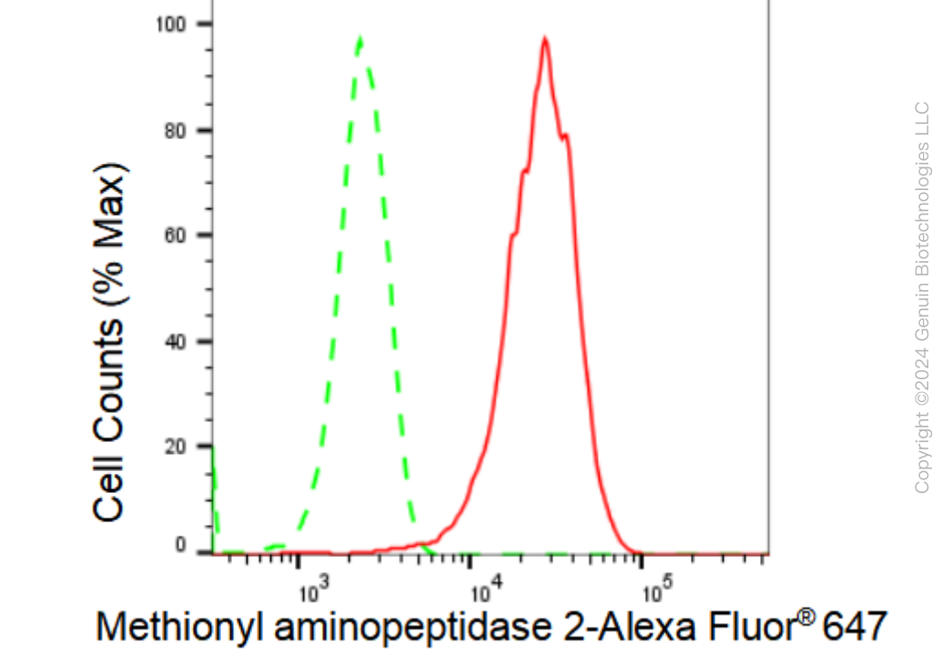 KD-Validated Anti-Methionyl aminopeptidase 2 Rabbit Monoclonal Antibody ABG1257