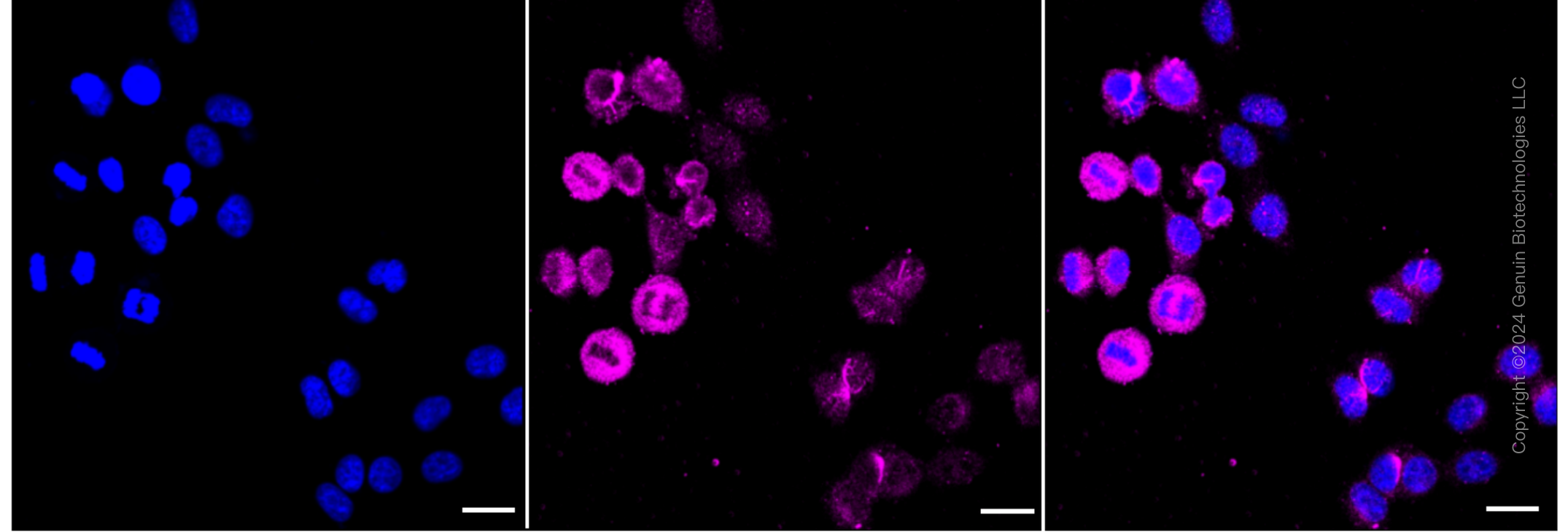 KD-Validated Anti-Methionyl aminopeptidase 2 Rabbit Monoclonal Antibody ABG1257