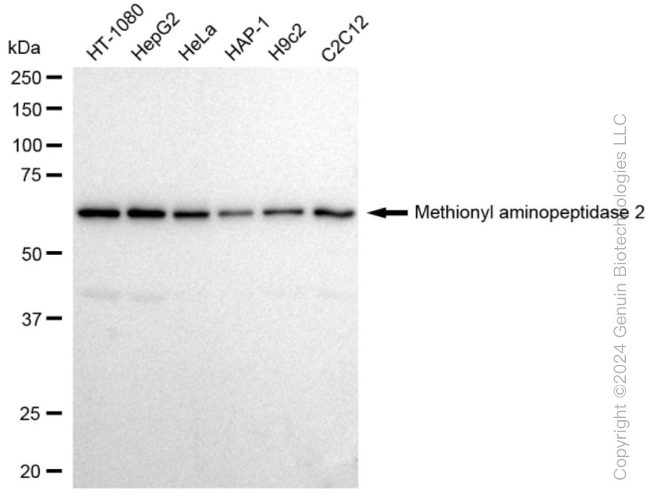 KD-Validated Anti-Methionyl aminopeptidase 2 Rabbit Monoclonal Antibody ABG1257