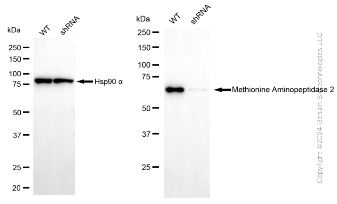 KD-Validated Anti-Methionyl aminopeptidase 2 Rabbit Monoclonal Antibody ABG1257