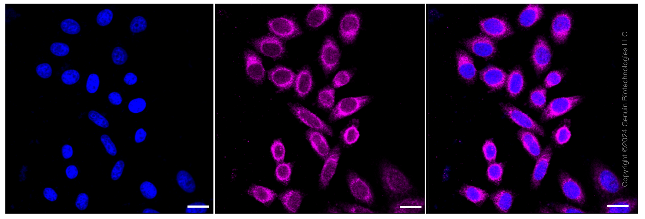 KD-Validated Anti-MLKL Rabbit Monoclonal Antibody ABG1258