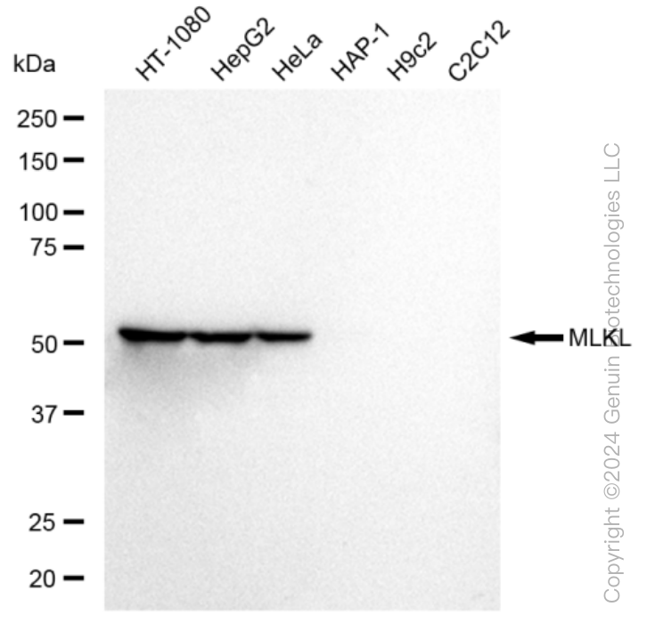 KD-Validated Anti-MLKL Rabbit Monoclonal Antibody ABG1258