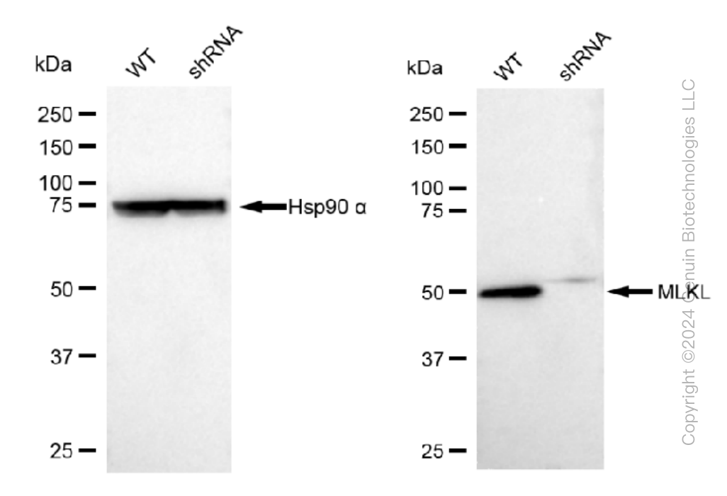 KD-Validated Anti-MLKL Rabbit Monoclonal Antibody ABG1258