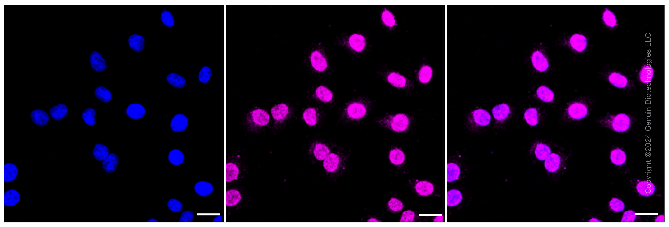KD-Validated Anti-MLKL Rabbit Monoclonal Antibody ABG1259