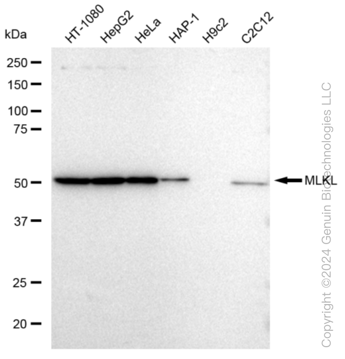 KD-Validated Anti-MLKL Rabbit Monoclonal Antibody ABG1259